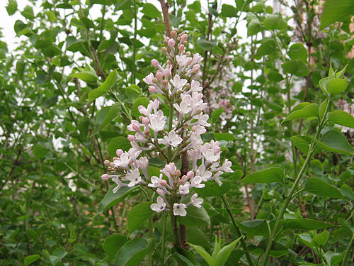 Syringa oblata